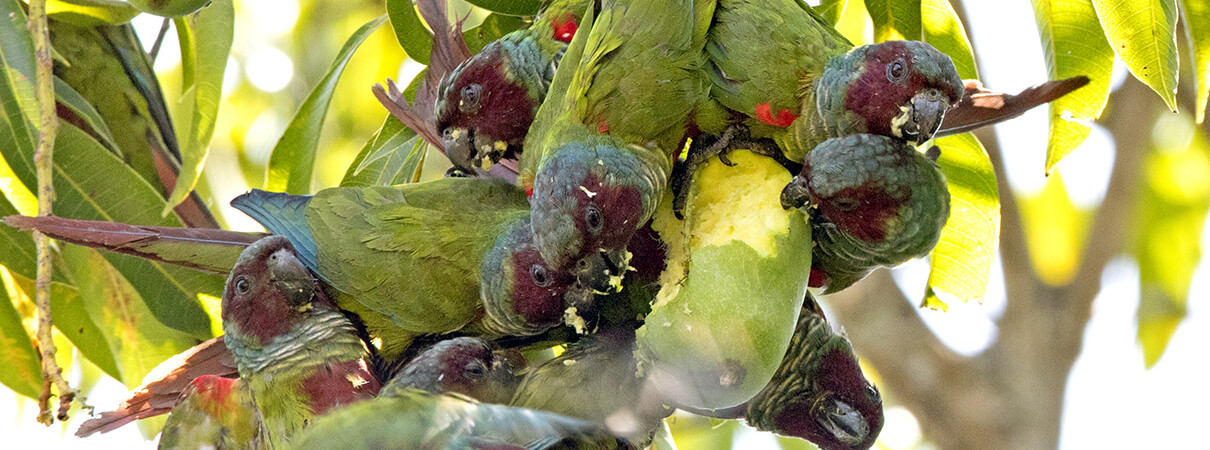 Goias Parakeets feeding, Ciro Albano