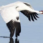 Whooping Crane flying over water