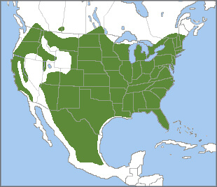 Wild Turkey range map, Cornell
