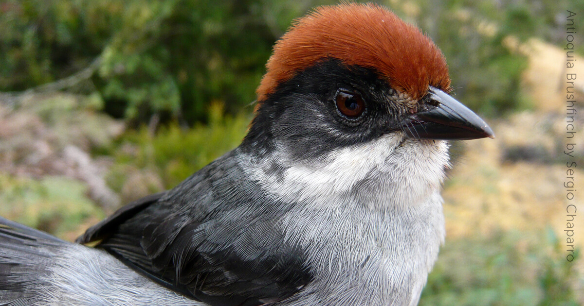 Antioquia Brushfinch - American Bird Conservancy