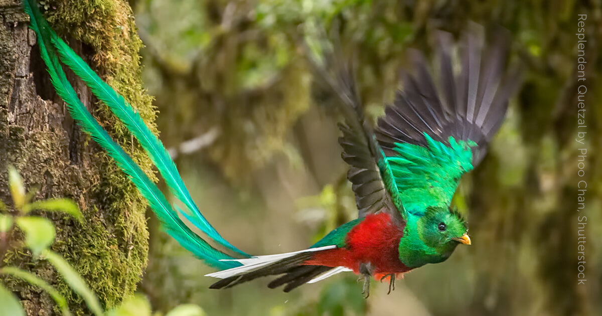Quetzal feed sack osrs