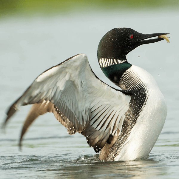 Bird Conservation Groups File Lawsuit in Federal Court Over Icebreaker ...