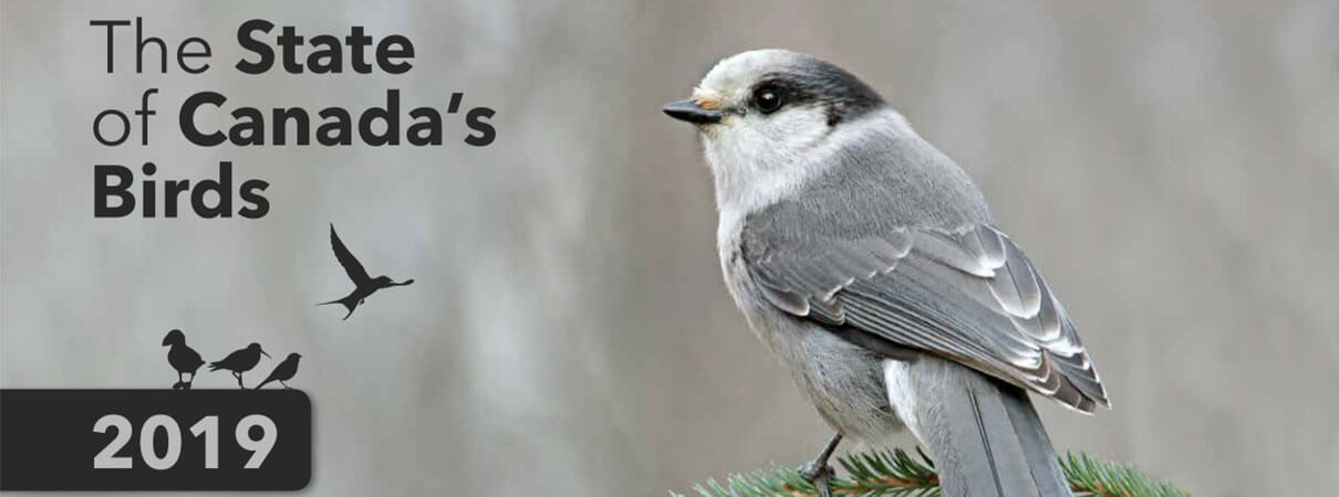NBACI's The State of Canada's Birds report. Photo by Nick Saunders