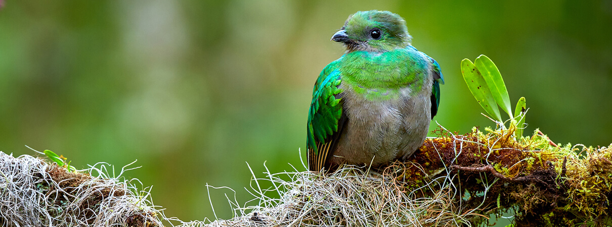 Resplendent-Quetzal-female_Petr-Salinger-Shutterstock