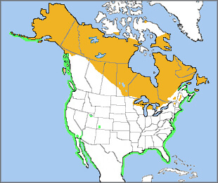 Red-breasted Merganser range map