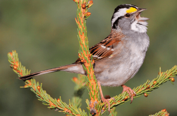 White throated. Mullein Sparrow. White Sparrows. Kristin Sparrow. E White-crowned Sparrow.