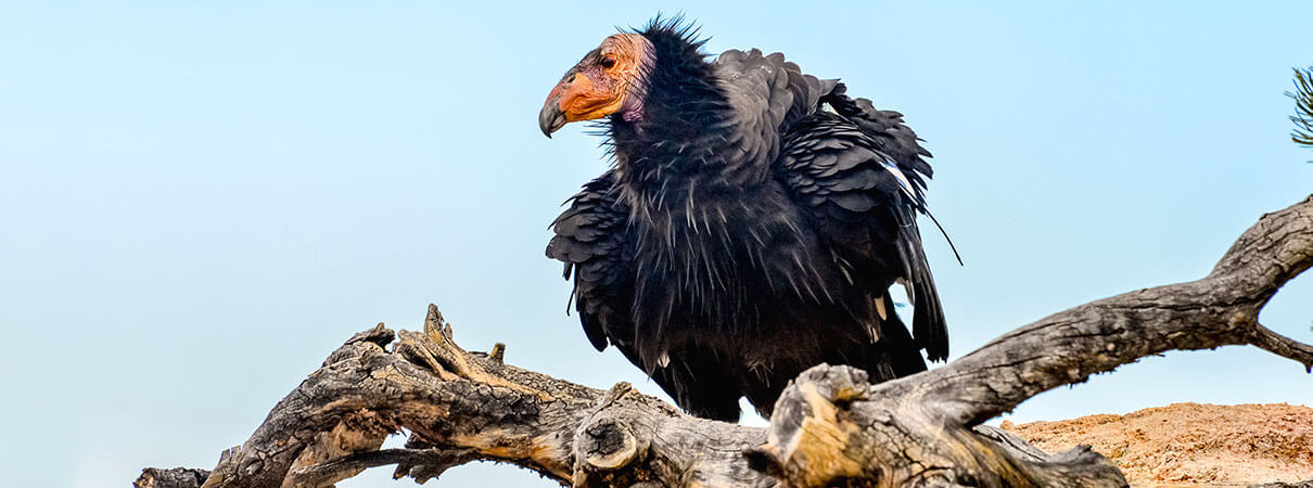 California Condor. Photo by FRAYN/Shutterstock