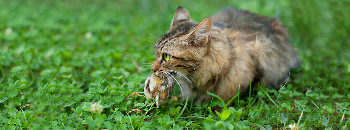 Cat predation. Photo by Joel Evans/Shutterstock.