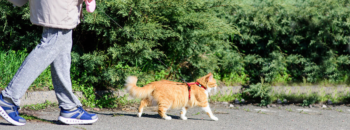 Restraining cats on leashes helps to protect birds and wildlife. Photo by Jeremy Bentham/Shutterstock.