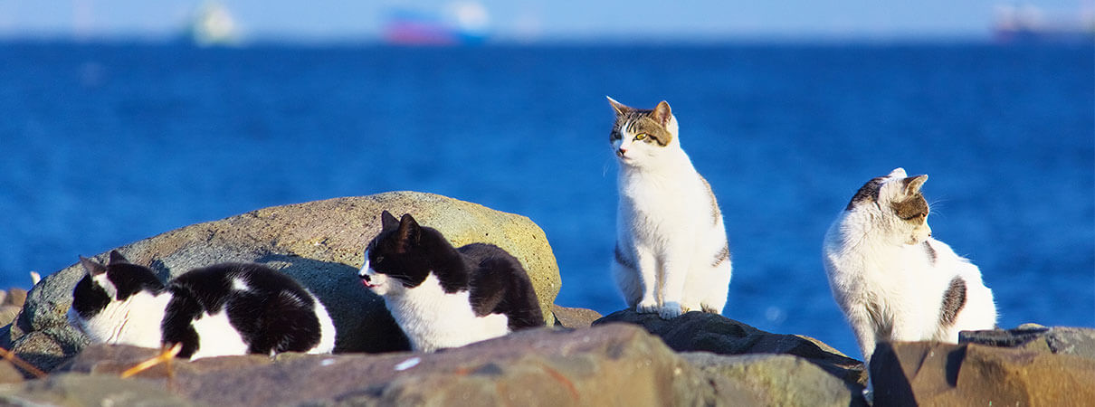 Feral cat colony. Photo by John Mossiterino/Shutterstock.