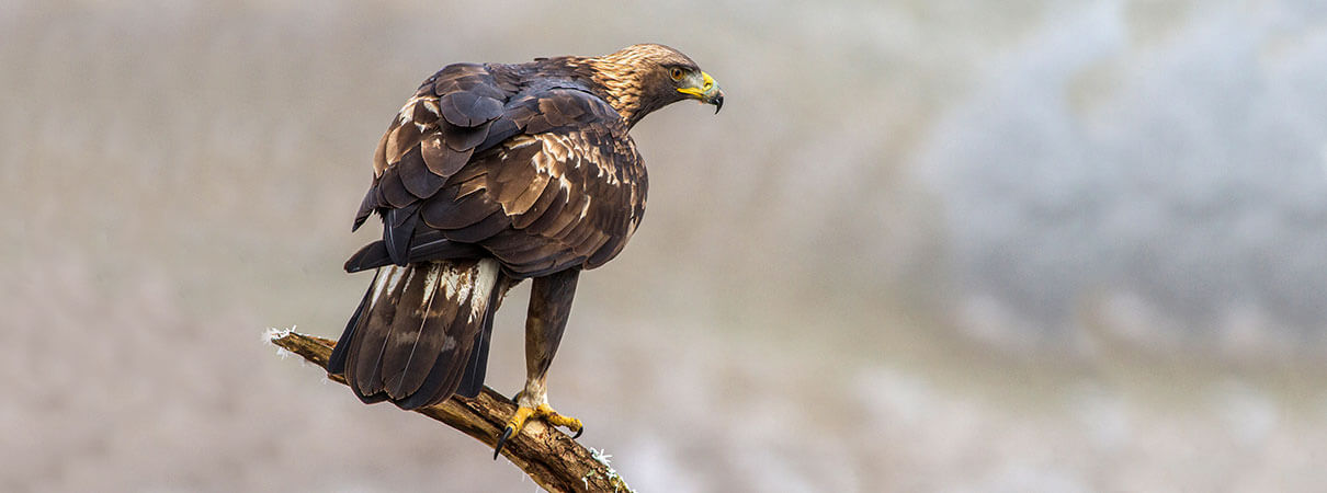 Golden Eagle. Photo by Ivan Godal/Shutterstock