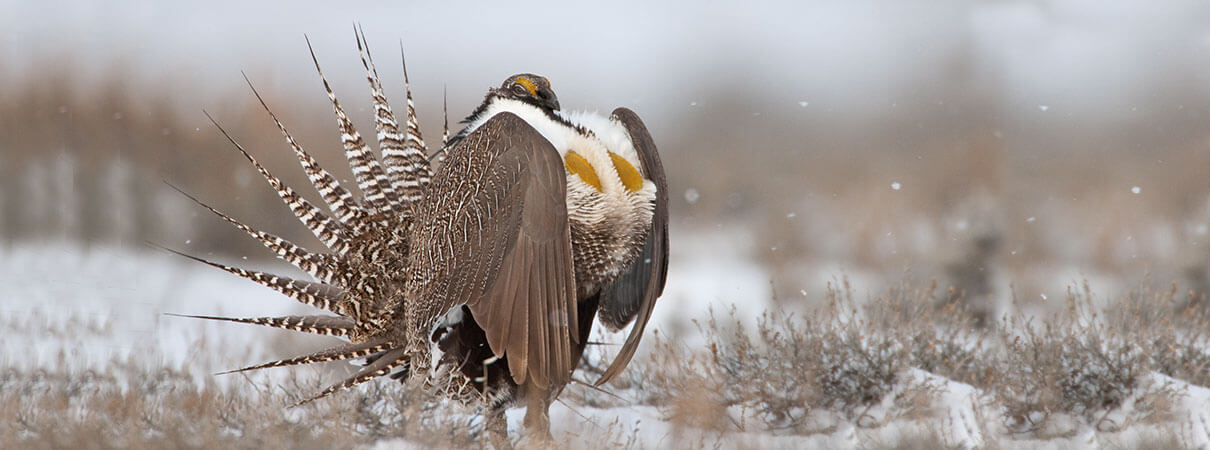 Gunnison Sage-Grouse. Photo by Noppadol Paothong/Shutterstock