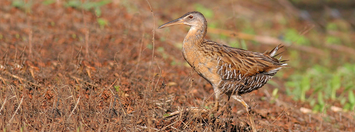 King Rail. Photo by Greg Lavaty