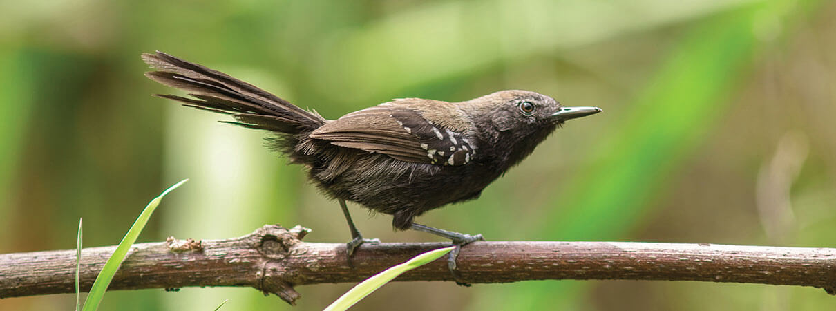 Marsh Antwren. Photo by Elvis Japao