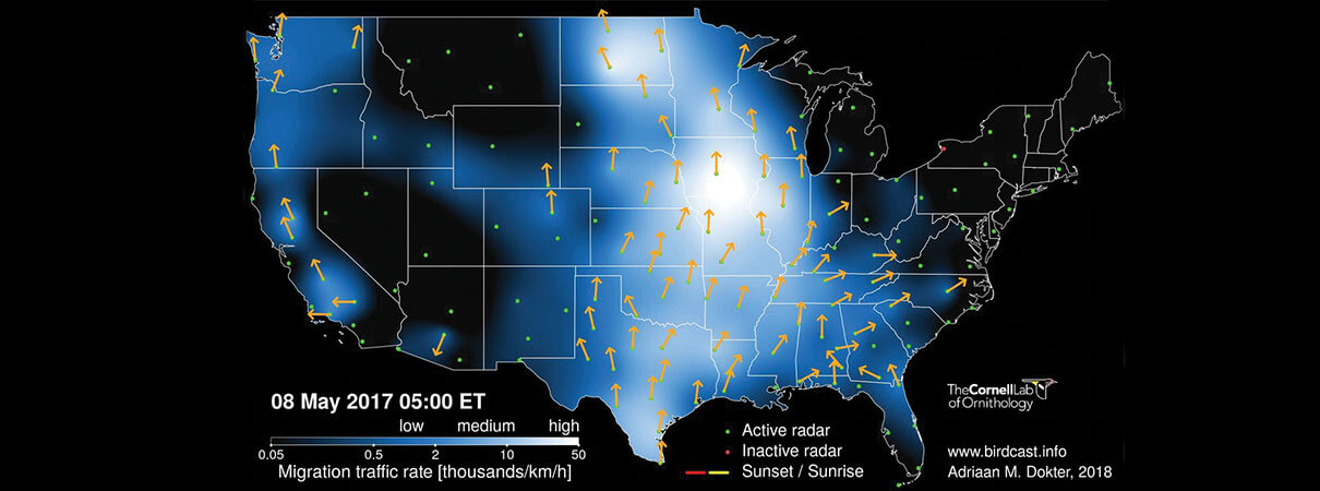 Migration map. Image courtesy of The Cornell Lab of Ornithology