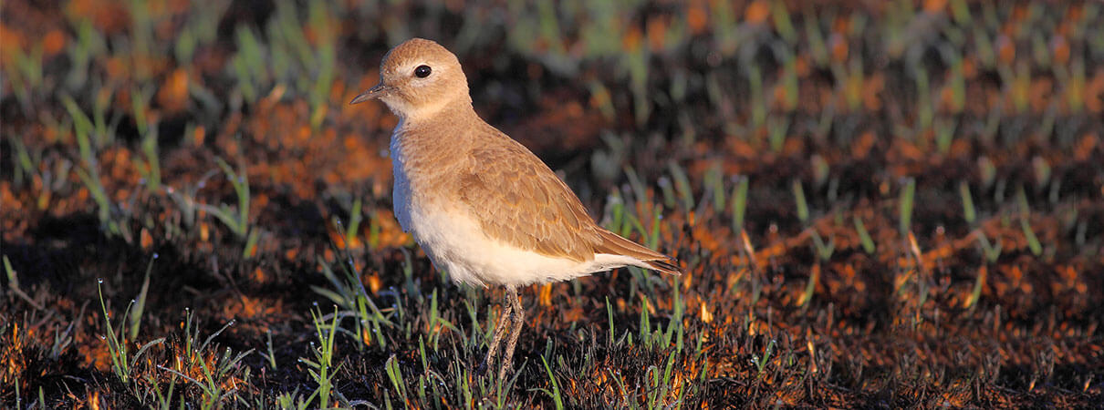 Wendy Willis. Photo by American Bird Conservancy