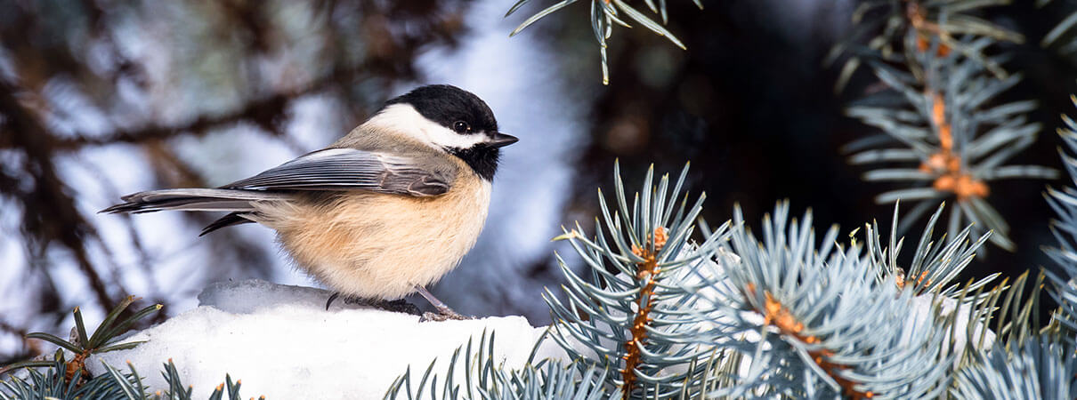 Black-capped Chickadee. Photo by FotoRequest, Shutterstock
