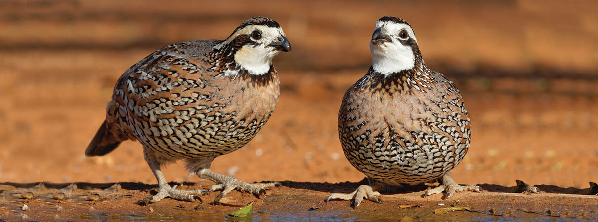 Northern Bobwhites. Photo by Jacob Spendelow