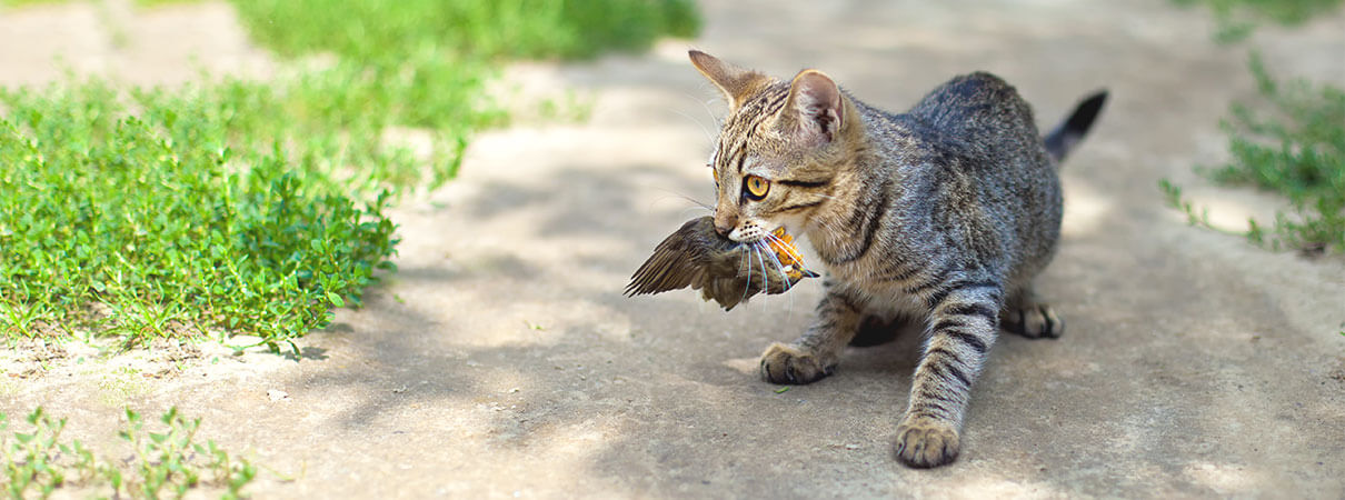Cat kill up to 2.4 billion birds each year in the United States. Photo by Piotr Velixar/Shutterstock.