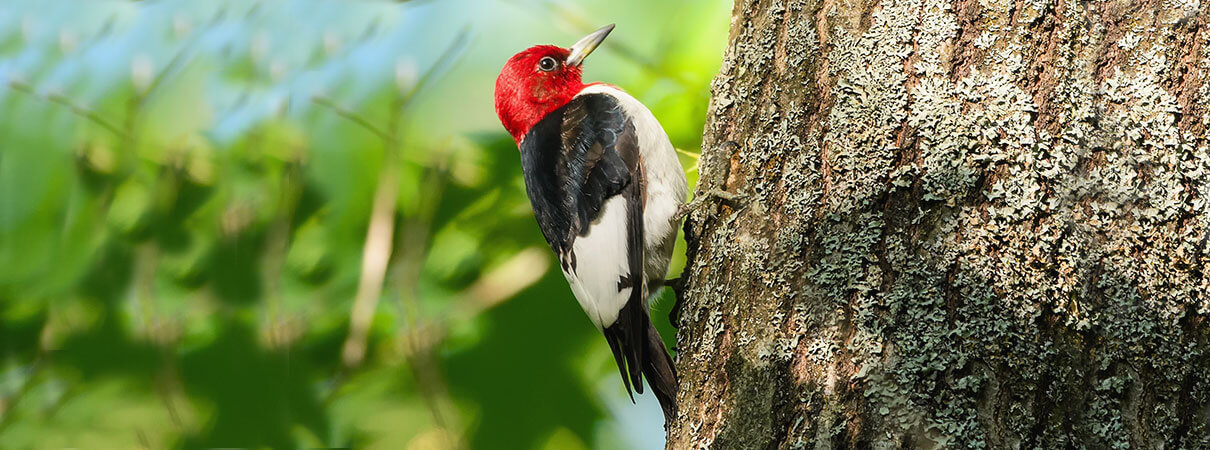 Red-headed Woodpecker. Photo by Foto Request/Shutterstock