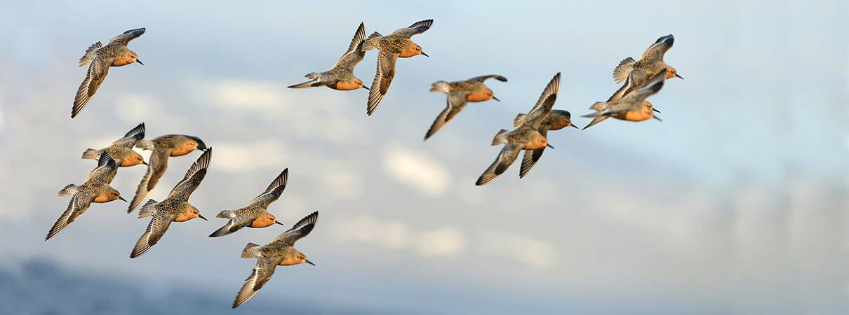 Red Knots. Photo by Martin Pelanek/Shutterstock