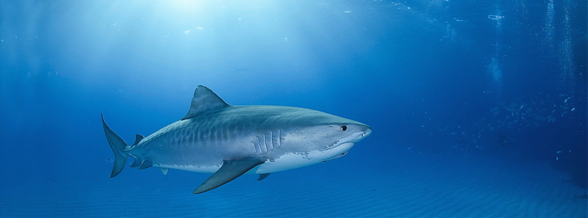 Tiger Shark. Photo by Martin Voeller/Shutterstock