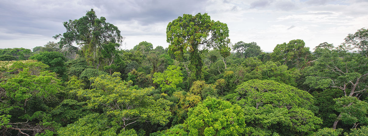 Tropical forest. Photo by Salparadis/Shutterstock