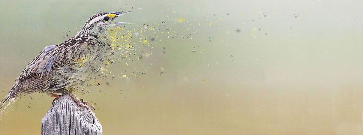 Western Meadowlark. Photo by David Zeig/Audubon Photography-awards