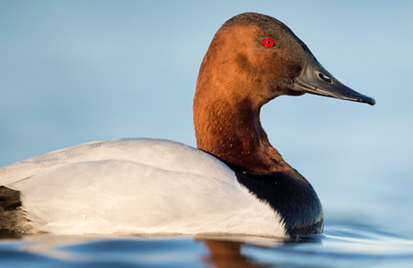 Canvasback, Ray Hennessy, Shutterstock
