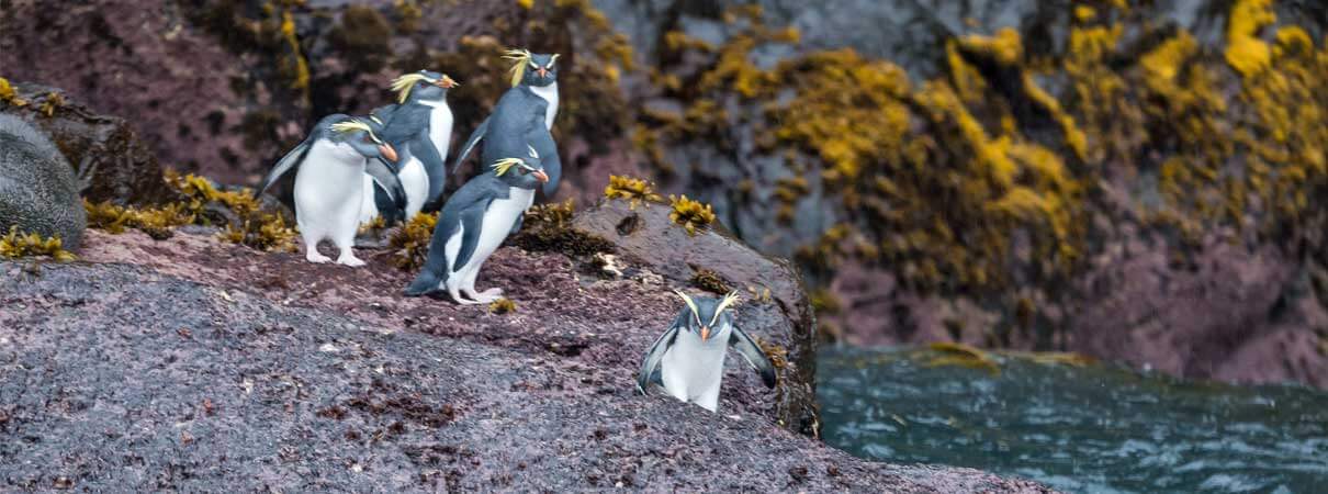 Northern Rockhopper Penguins, Charles Bergman, Shutterstock