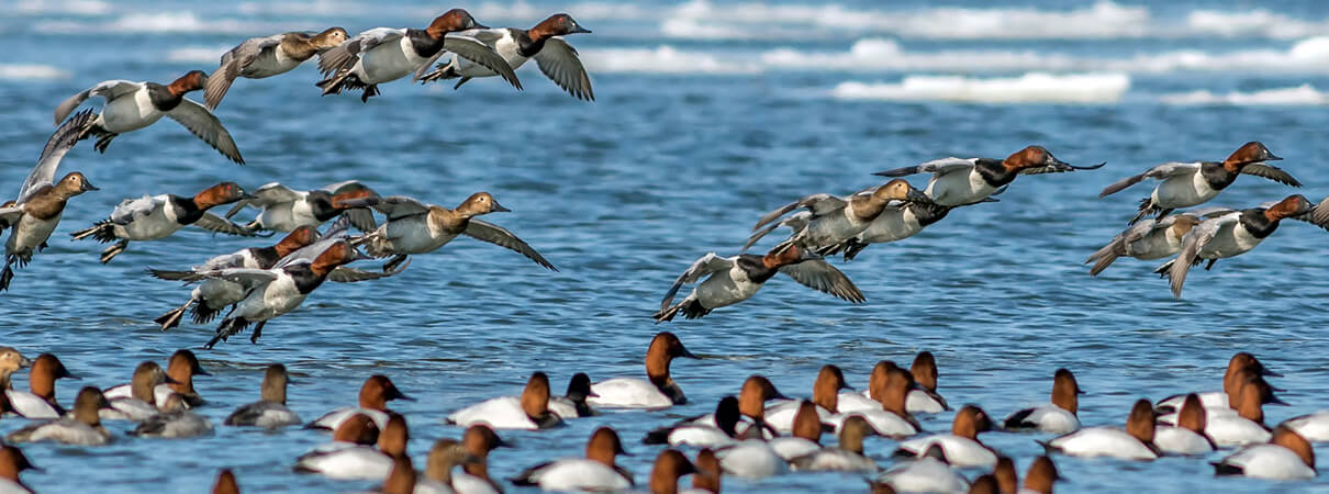 Canvasback flock in the winter Chesapeake, Lone Wolf Photography, Shutterstock