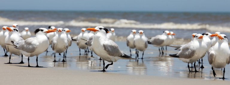 Royal Tern - American Bird Conservancy