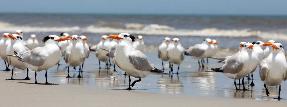 Flock of wintering Royal Terns on the Florida coast, Natalya Chernyavskaya, Shutterstock