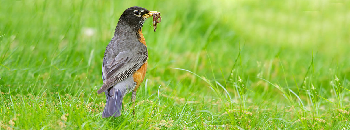 Do robins migrate? The answer is yes and no. Photo by Jeff Rzepka/Shutterstock