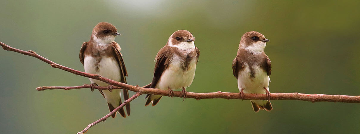 Bird population species in decline include the Bank Swallow. Photo by Pavlova Svetlana/Shutterstock