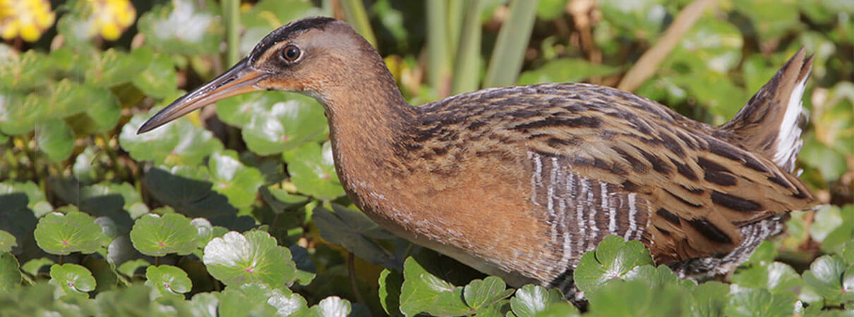 King Rail. Photo by Greg Lavaty