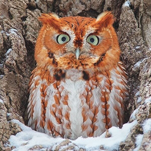Eastern Screech-Owl are one of the many types of owls found in the United States