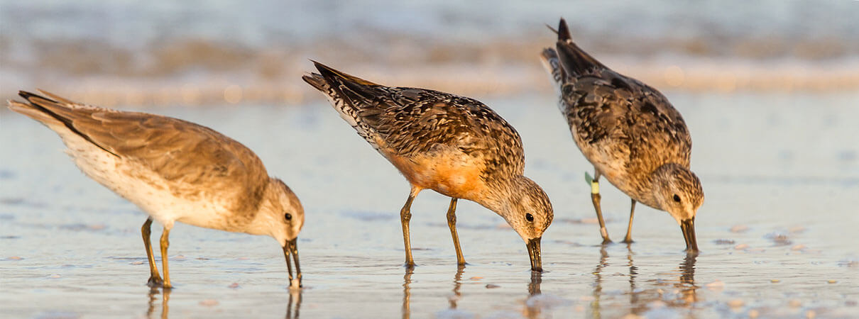 Red Knots. Photo by Elliotte Rusty Harold/Shutterstock