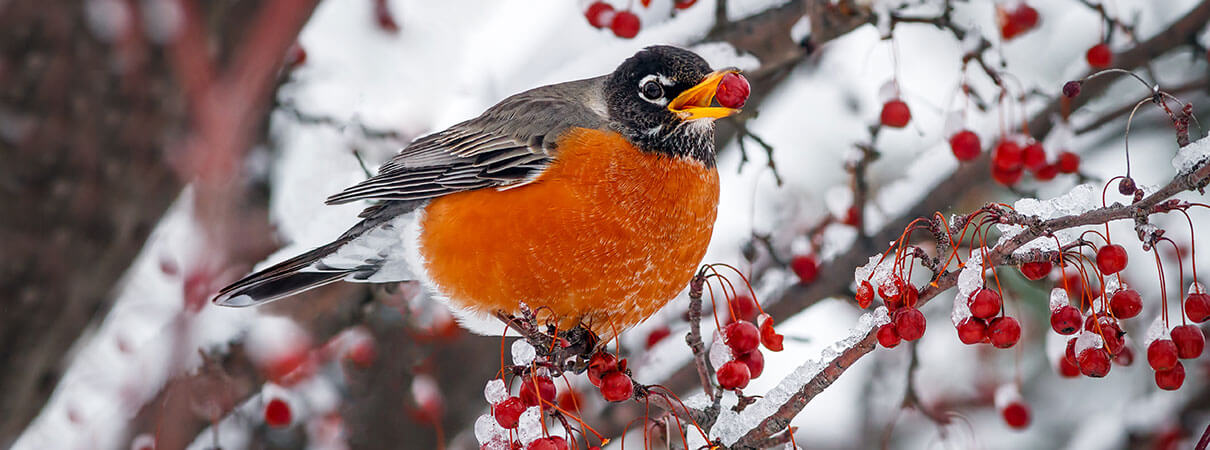 American Robin with berry. Photo by Kenneth Keifer/Shutterstock