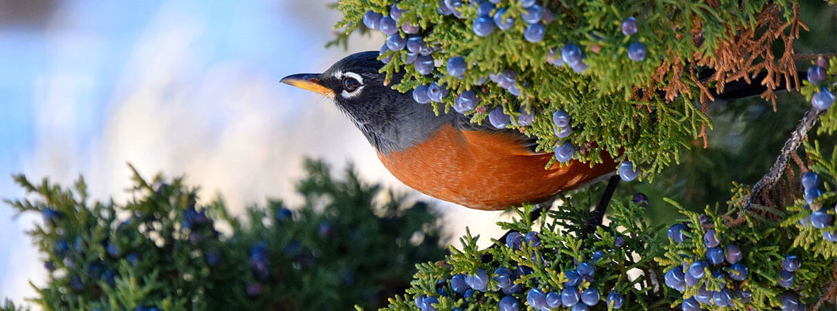 When do robins migrate south