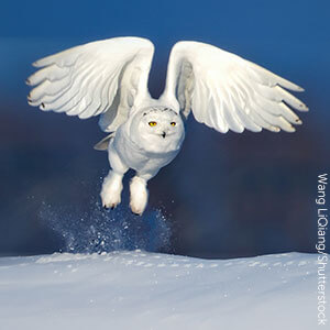 Snowy Owl are one of the 19 types of owls found in United States