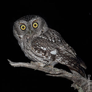 Whiskered Screech Owls are one of the many types of owls found in the United States