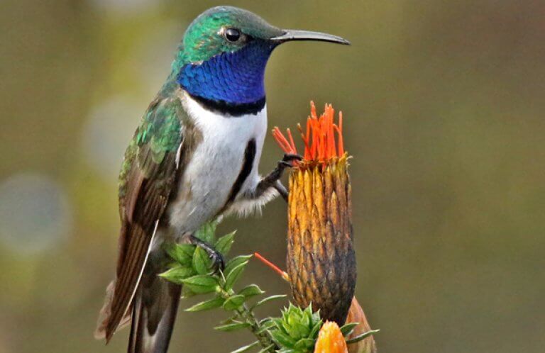 Blue-throated Hillstar, Roger Ahlman