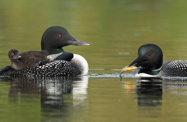 Common Loons, Brian Lasenby, Shutterstock
