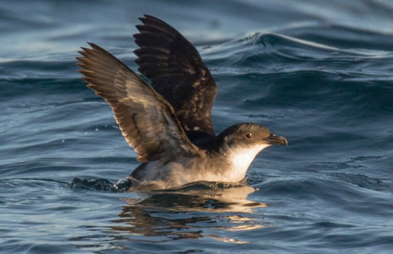 Diving-petrel, Rodrigo Gonzalez Pairoa