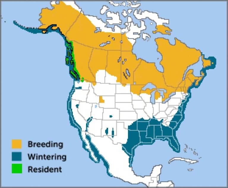 Common Loon American Bird Conservancy Association LEA