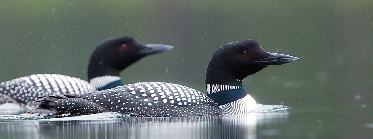 Common Loon. Photo by Tom Reichner/Shutterstock