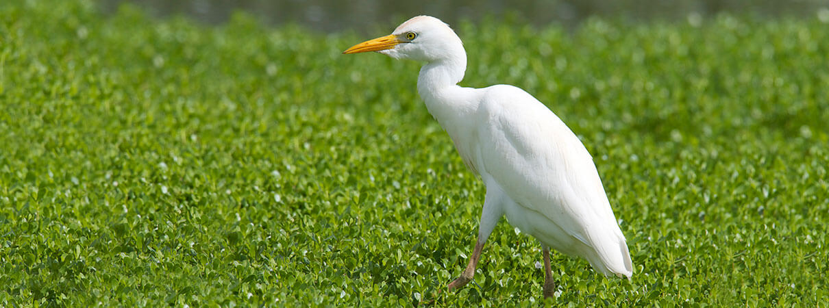 Cattle Egret is one of many invasive birds in the U.S. Photo by Michael Stubblefield