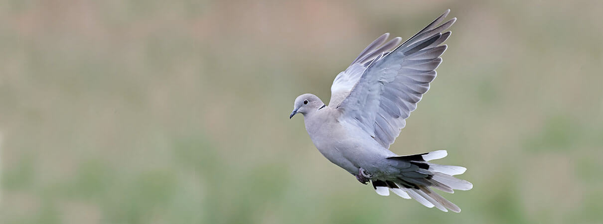 Eurasian Collared-Dove. Photo by Dennis Jacobsen/Shutterstock