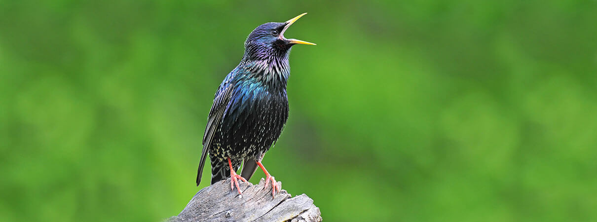 European Starling is one of many invasive birds in the U.S. Photos by Soru Epotok/Shutterstock